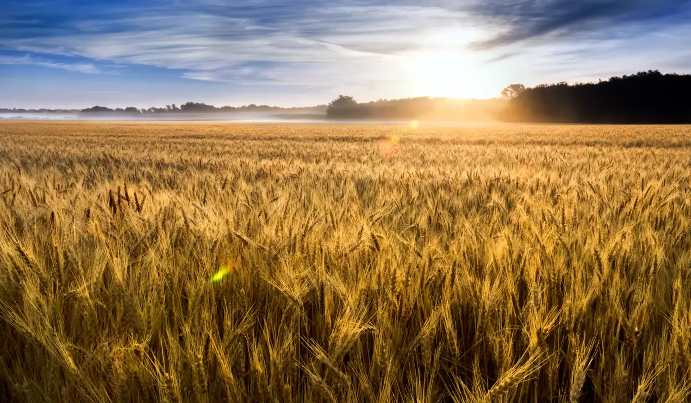 A golden wheat field at sunrise with a tree line on the horizon